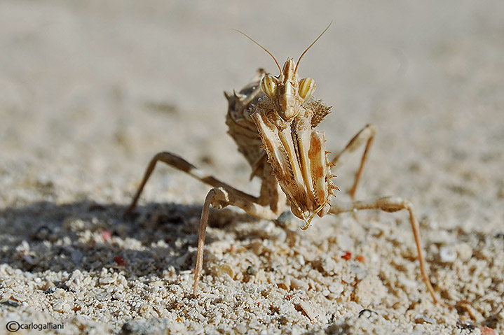 Mantide dal sinai : Blepharopsis mendica